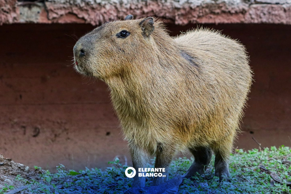 Muerte de capibara en Victoria reabre críticas a zoológicos