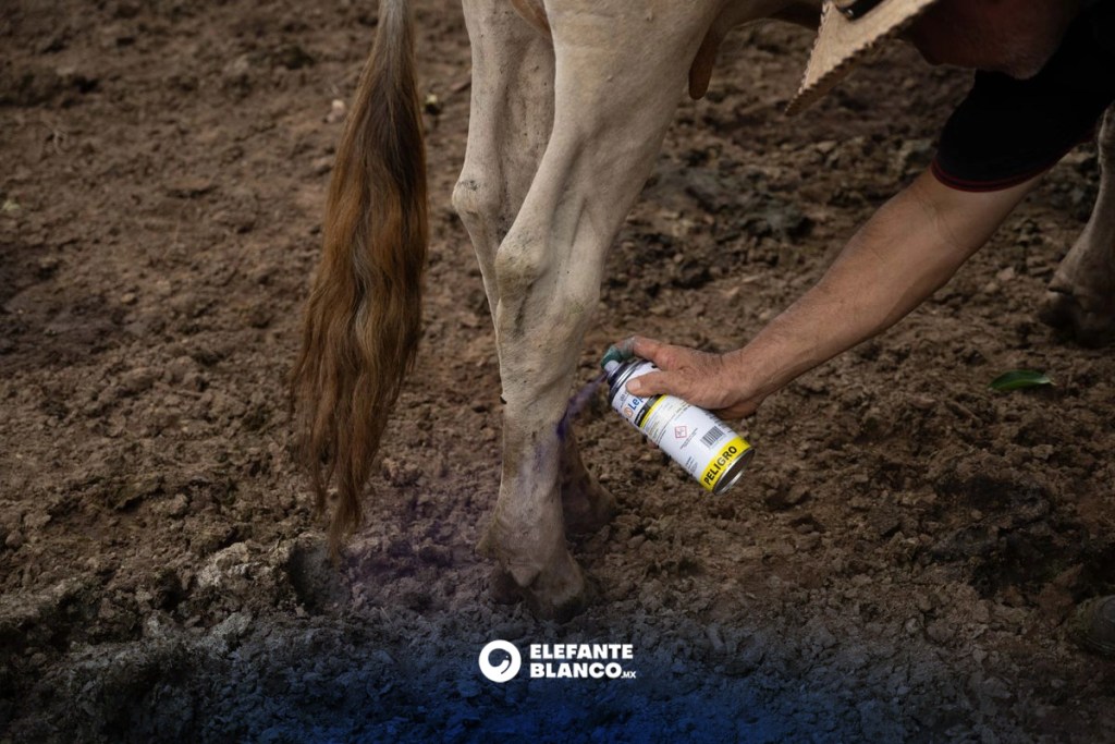 Tamaulipas suma tres casos de gusano barrenador